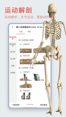 3d人体解剖学