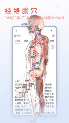 3d人体解剖学